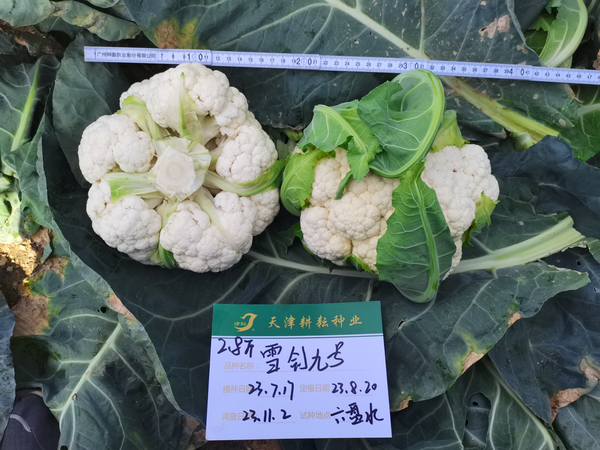 雪劍九號