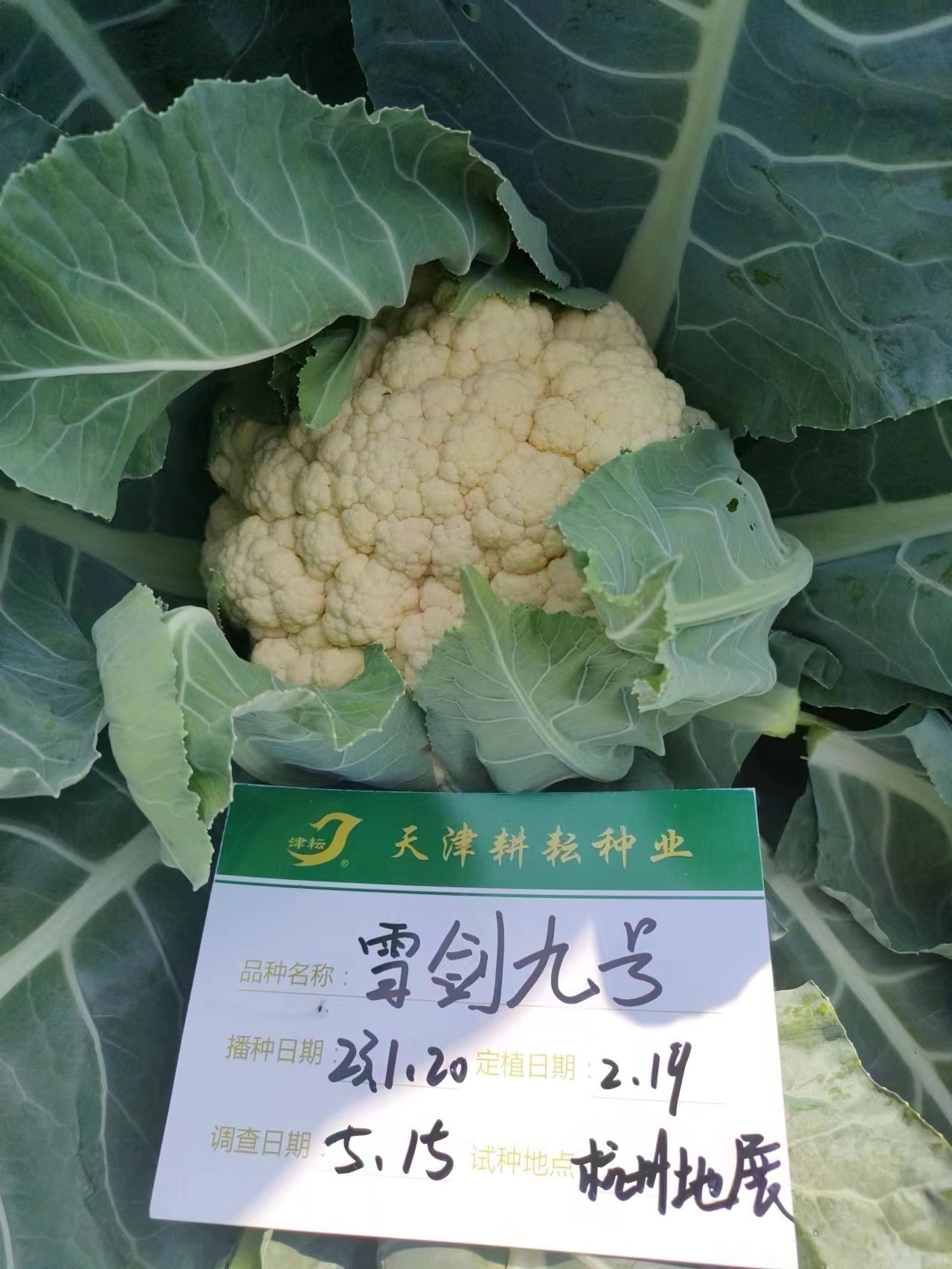 雪劍九號
