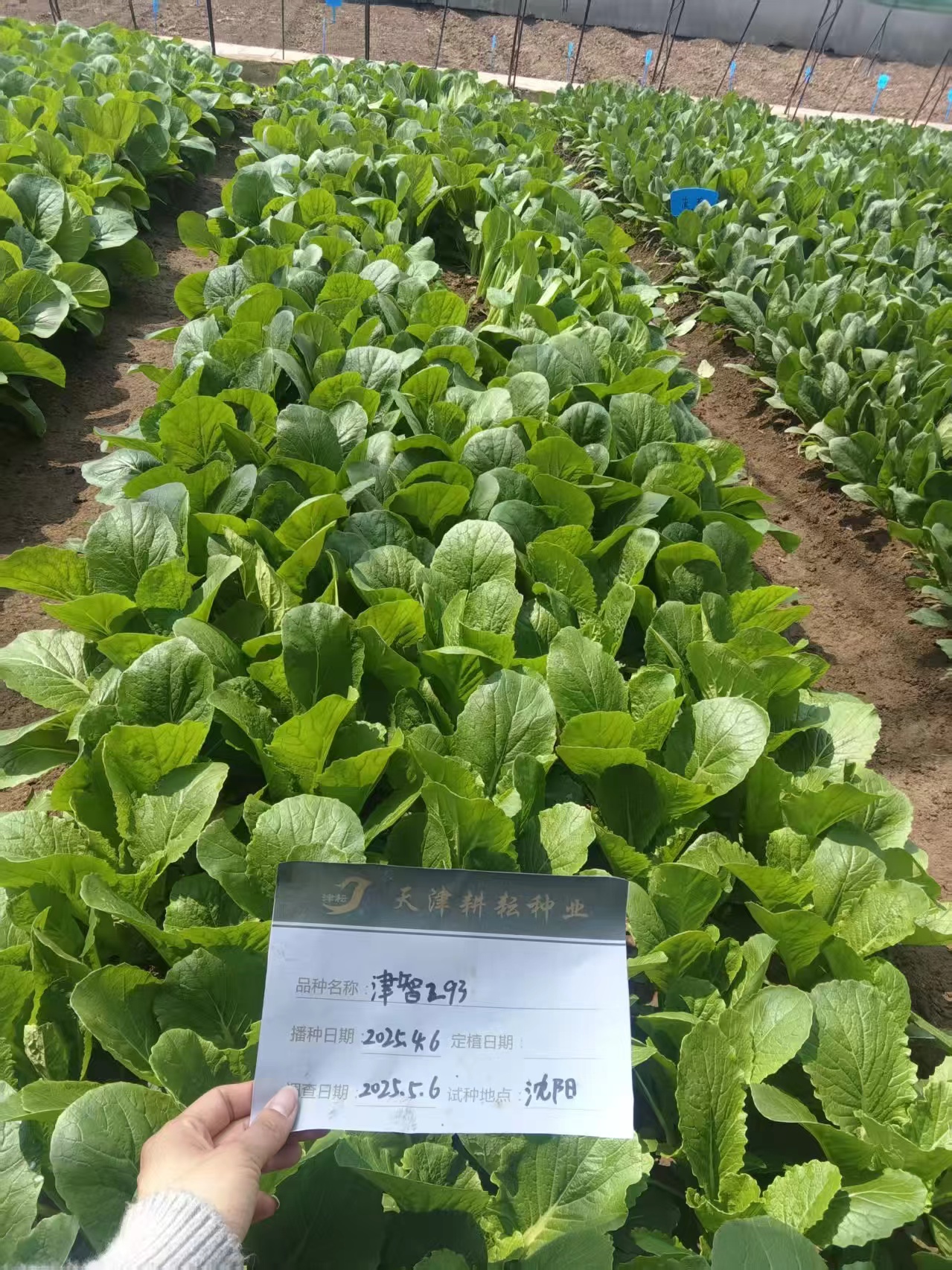 津智293