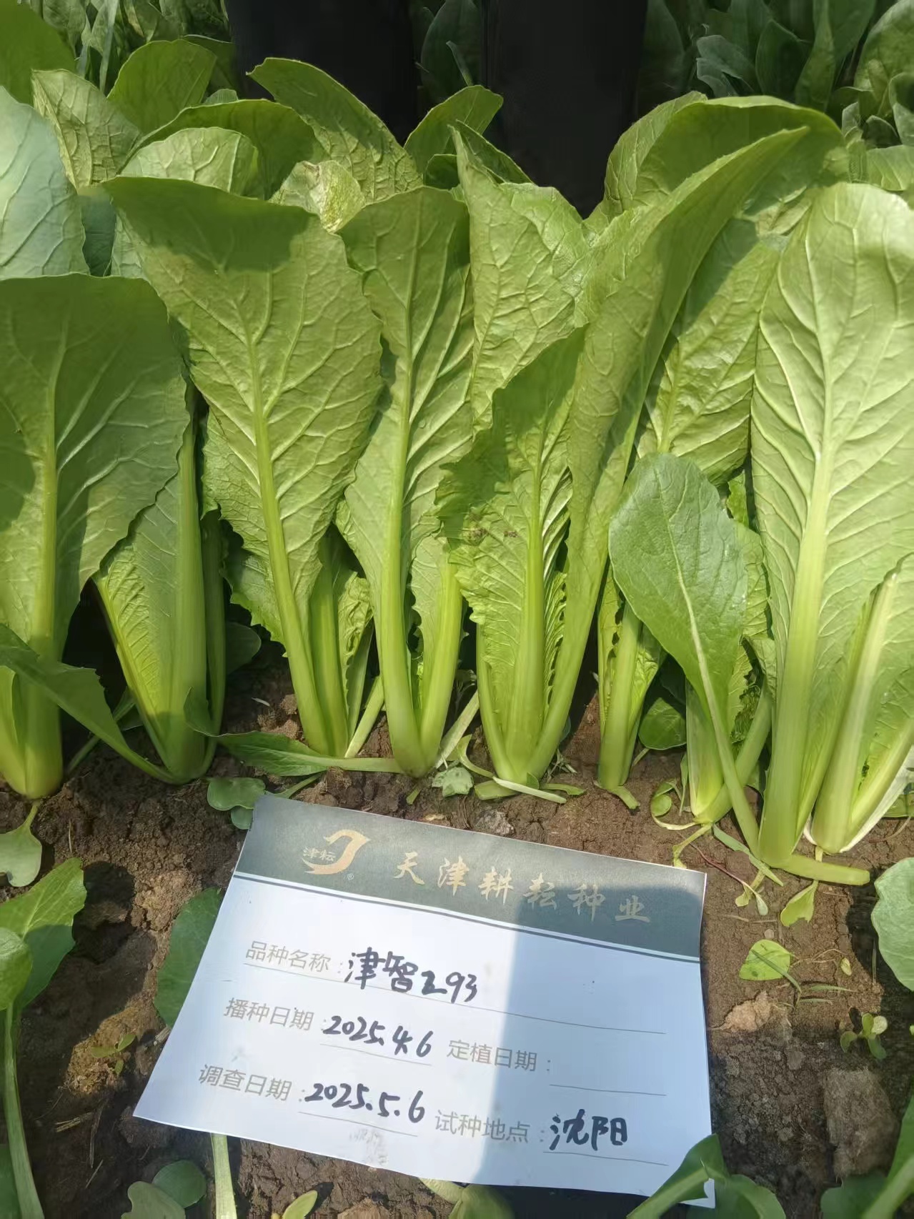 津智293