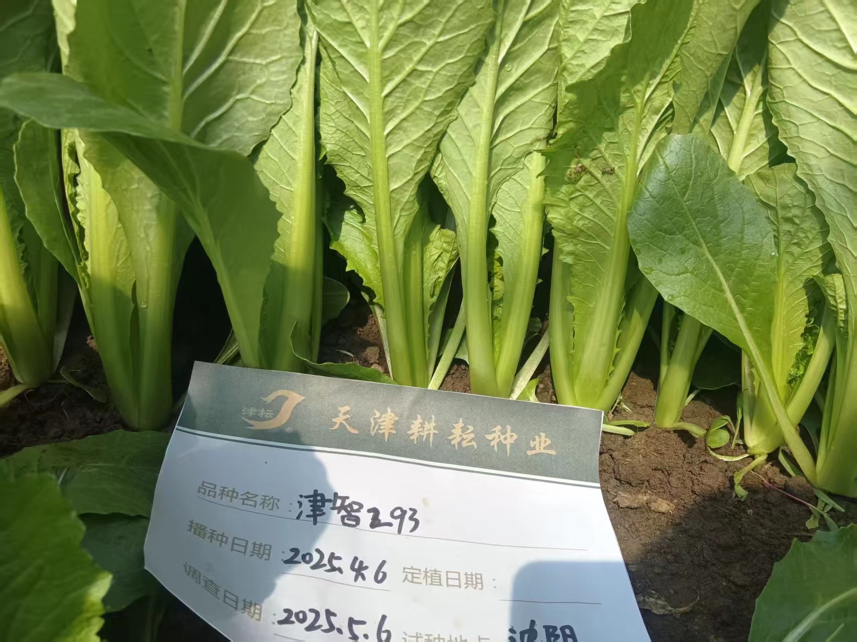 津智293