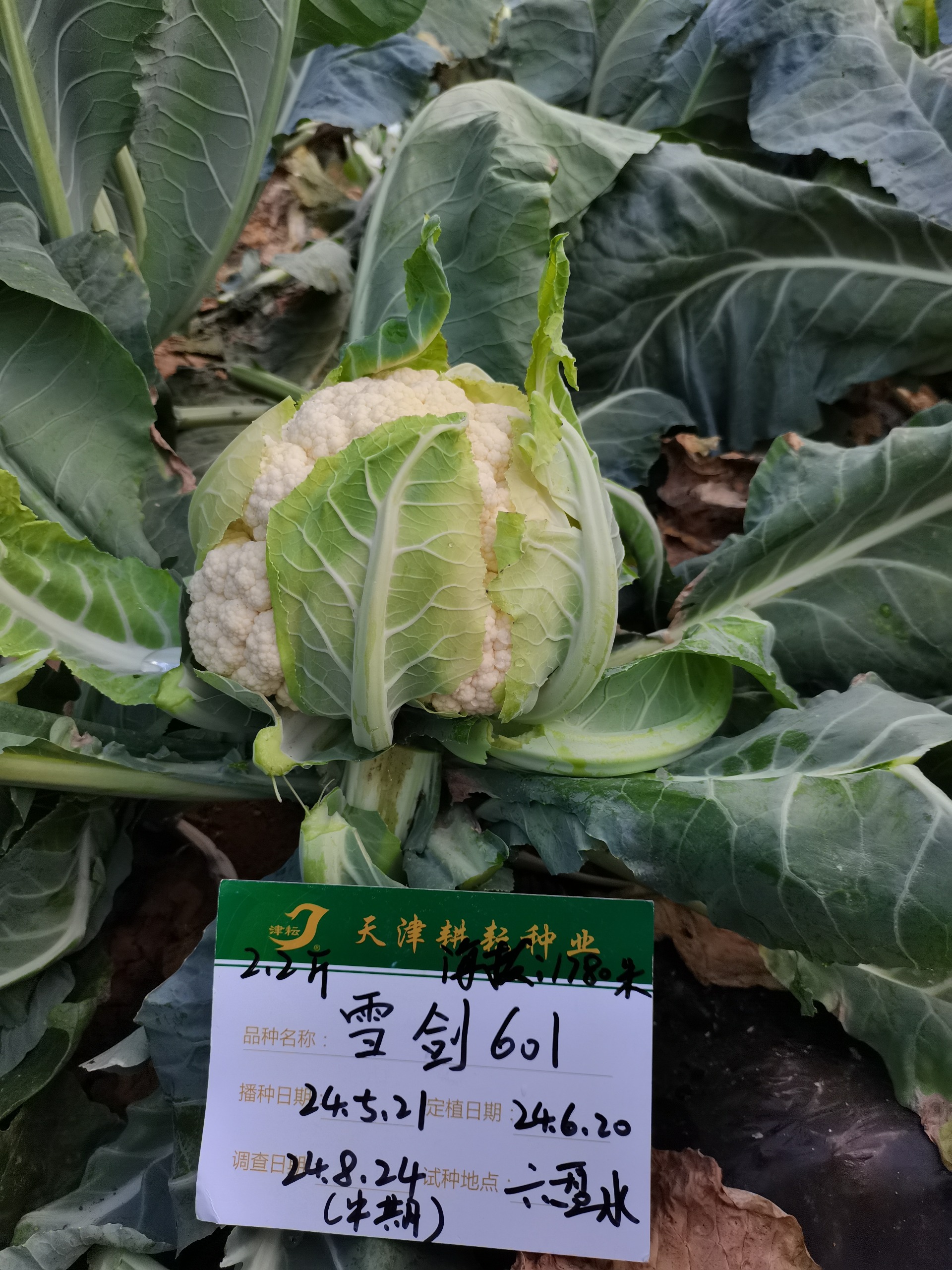 雪劍601