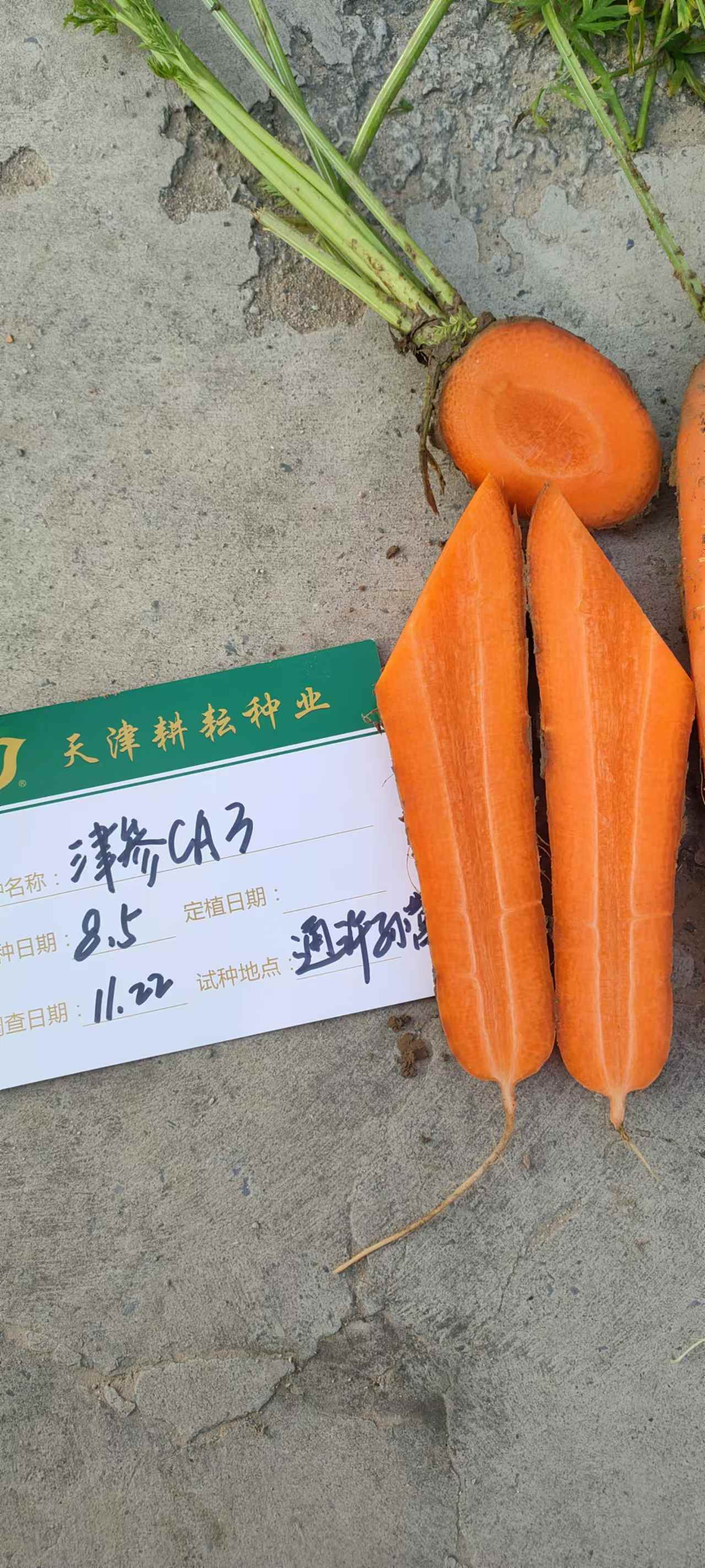 津参CA3