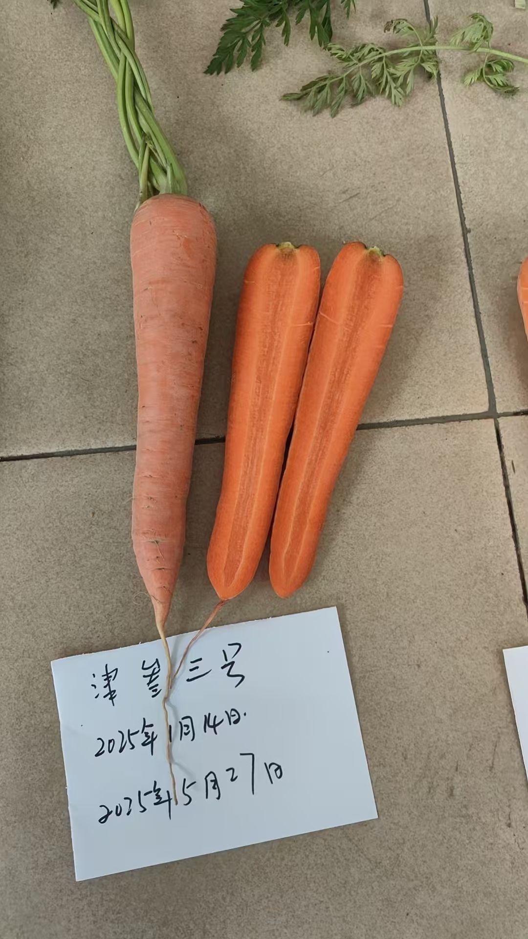 津参三号