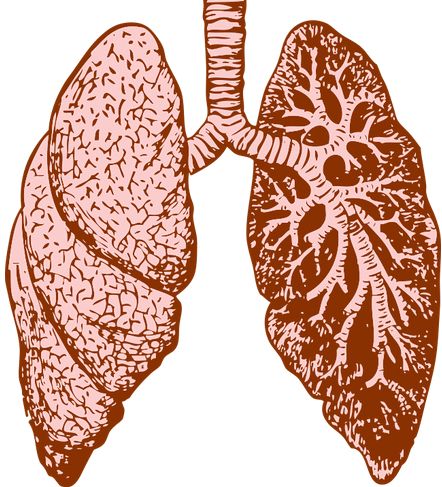 肺部纤维化1.jpg