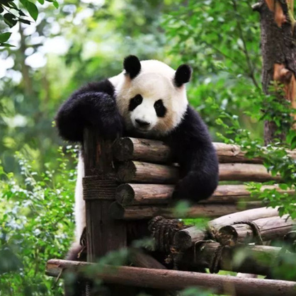 Chengdu & Panda Volunteer Program