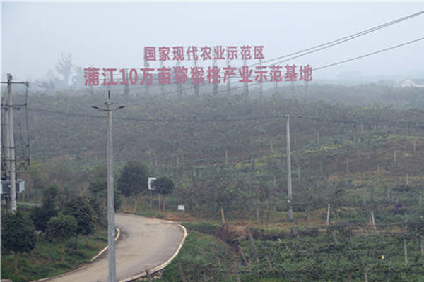 蒲江10万亩猕猴桃产业示范基地2000亩示范园区