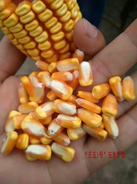天玉1號玉米種4_20220603_152315609