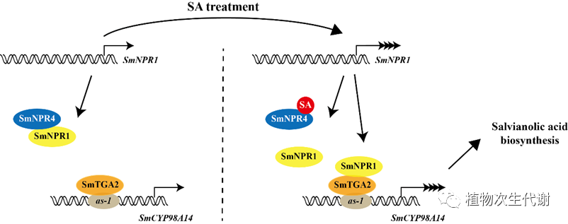 西北农林科技大学在SmNPR1-SmTGA2/SmNPR4模块介导水杨酸调控丹参酚酸类物质生物合成方面取得新进展