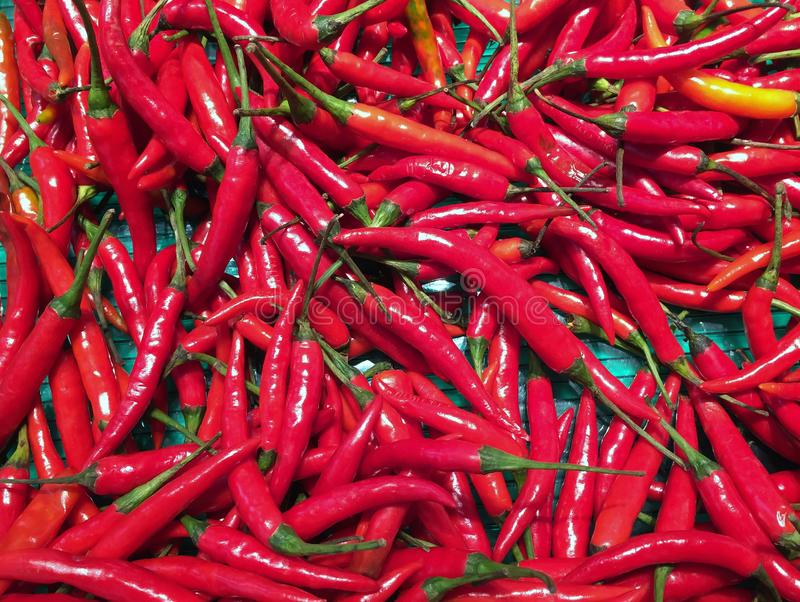 small chili pepper color sorter