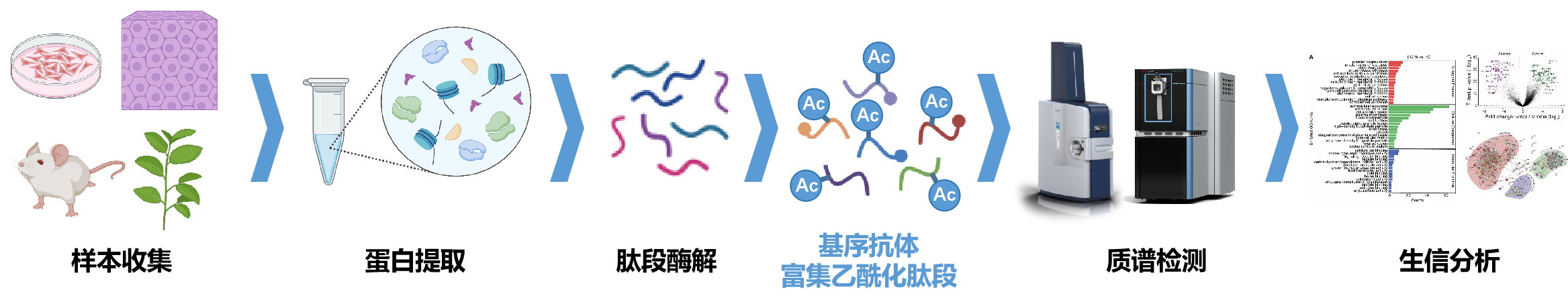 乙酰化