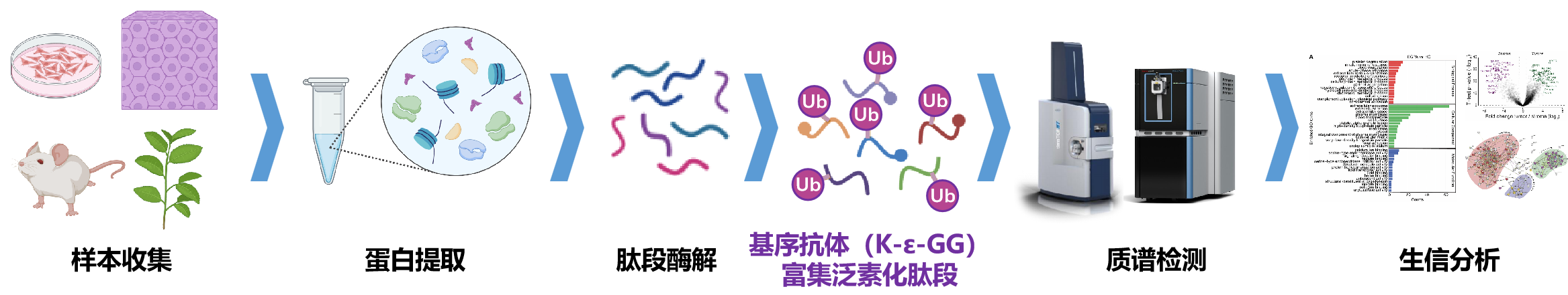 描述