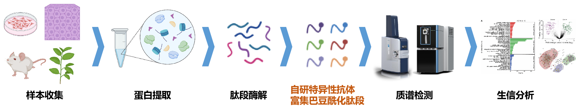 描述