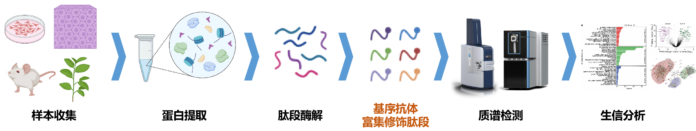 描述