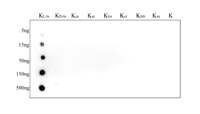Anti-L-Lactyllysine Rabbit mAb