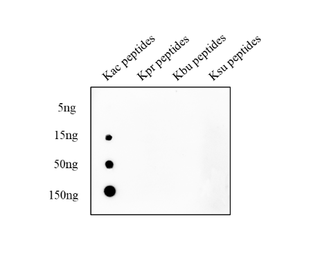 Anti-Acetyllysine Rabbit mAb-BSA and Azide free