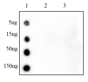 Anti-2-Hydroxyisobutyryllysine Rabbit mAb