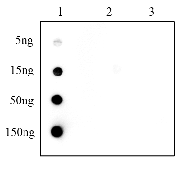 Anti-2-Hydroxyisobutyryllysine Rabbit pAb