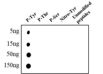 Anti-Phospho-Tyrosine Mouse mAb