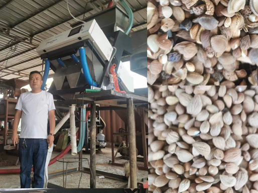 almond color sorter machine 128 channels color sorting machine,according to the needs of customers, the bad  and with shell in almonds are sorted out