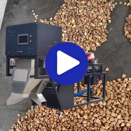 BL30AI-almond-color-sorting