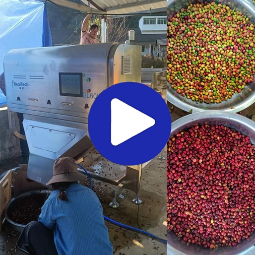 Cherry Coffee Bean Color Sorting Machine BL60W