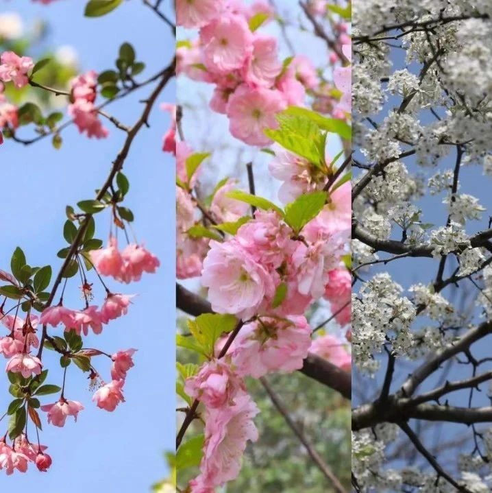 相约安徽·向春而行丨以花为媒，来林海邂逅一场春日约...