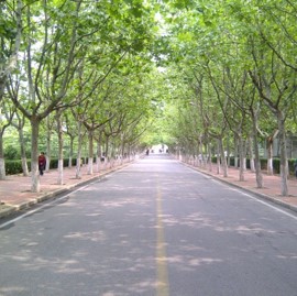 哈尔滨工业大学校园道路