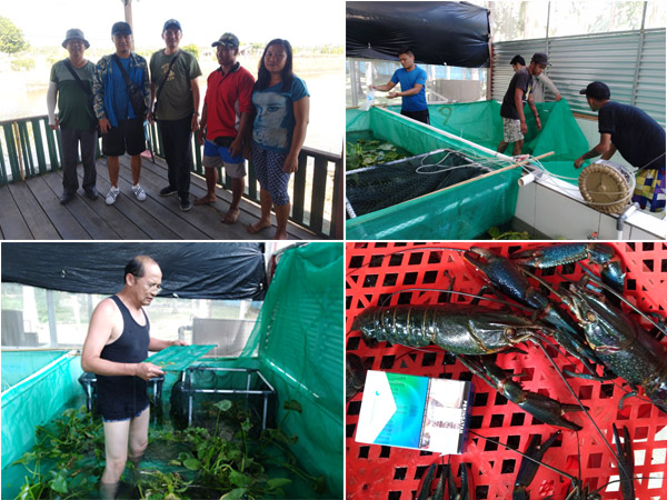 公司派驻团队赴印尼开展澳洲小龙虾自繁自育科学研究