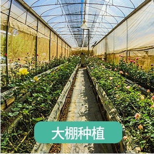 大棚种植