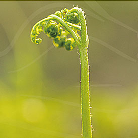蕨菜