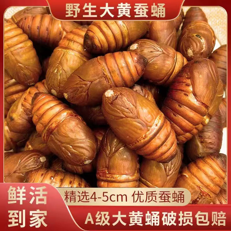 东北特级野生柞蚕蛹