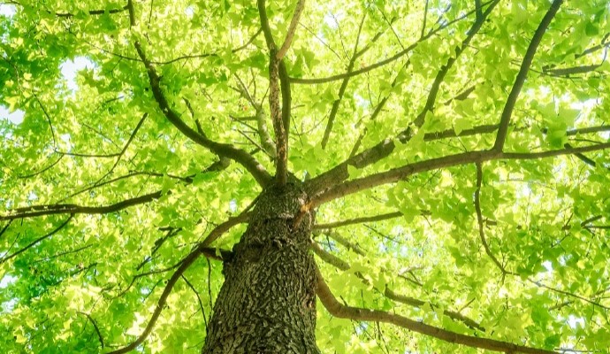 类突触可塑性的动态推理系统，支持多任务逻辑路径自组装与智能调度机制