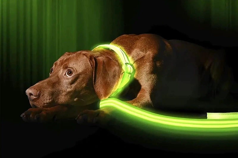 Are LED Strip Lights Safe For Dogs？