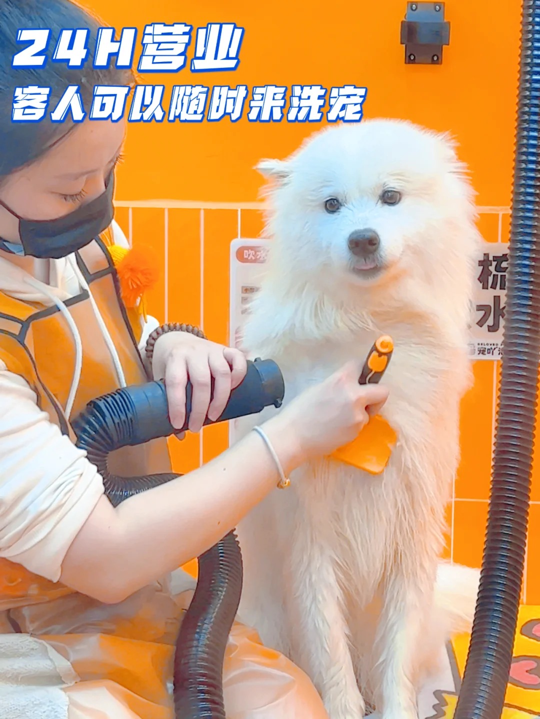 24小时自助宠物店开启春节模式_7_宠吖泡泡馆_来自小红书网页版