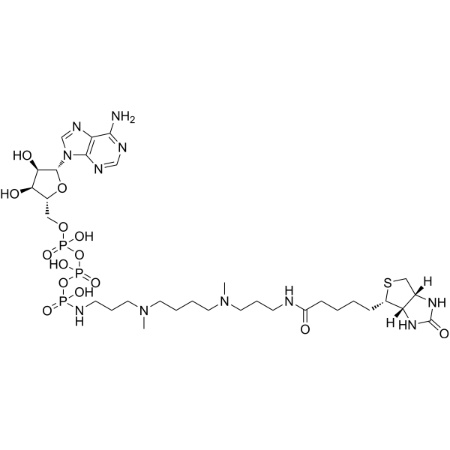 ATP多胺生物素