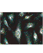100K-1M cells/FC