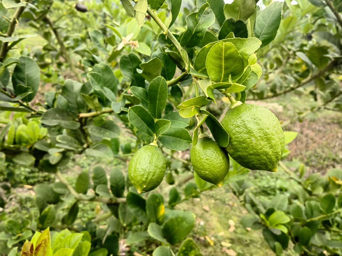 广东香水柠檬