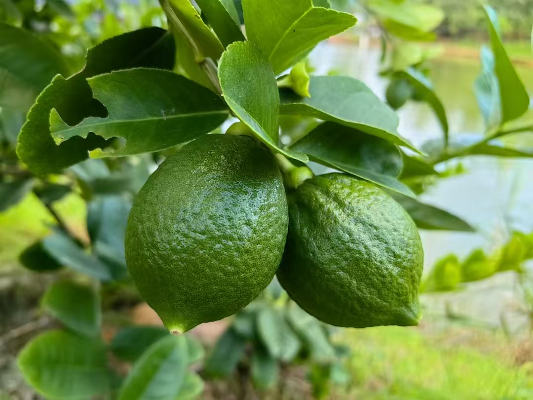 专注于香水柠檬和香柚的种植与深加工，提供高品质的水果原料，广泛应用于茶饮、饮料、食品及日化行业。公司通过自有种植基地确保稳定供应，并利用先进的深加工技术，推动产品的多元化应用。