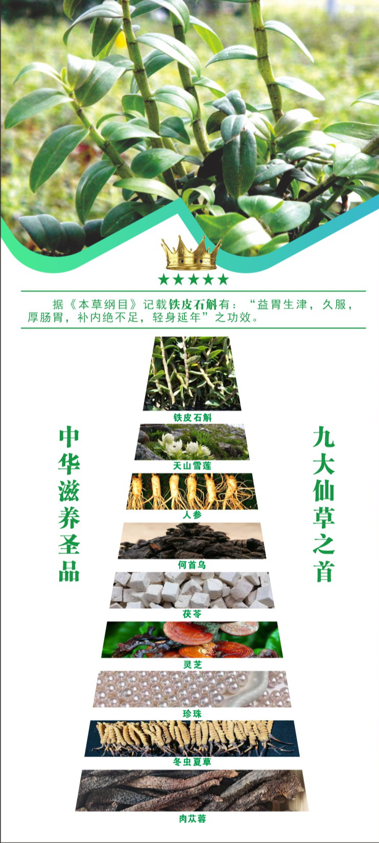 铁皮石斛植物饮品（三折页20250525）2_20250526_17482388071531910