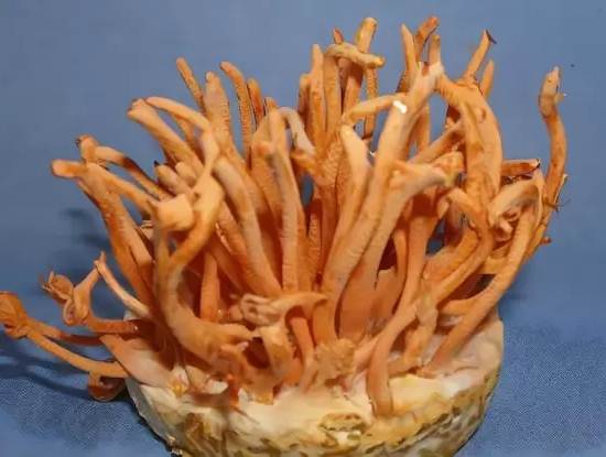 麦角