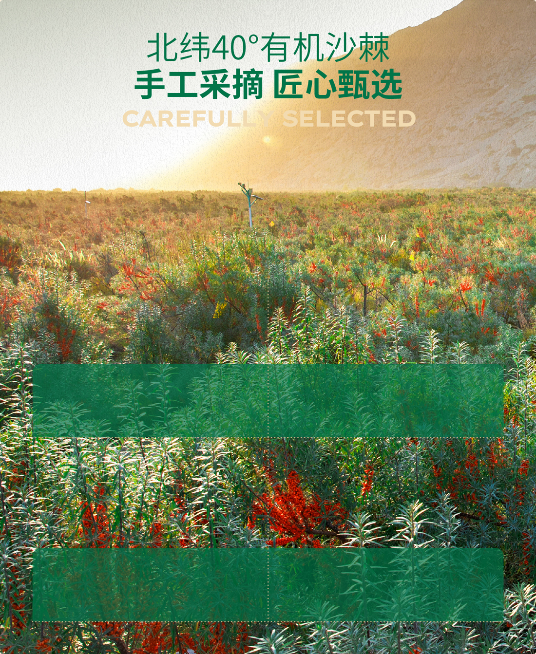 描述