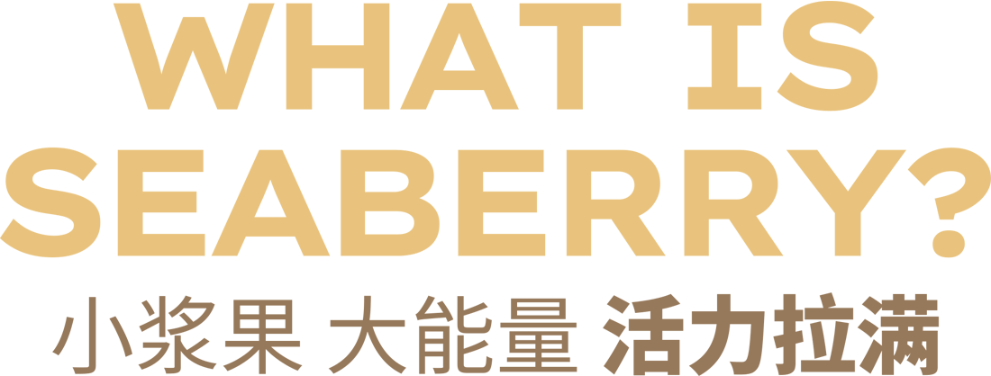 描述