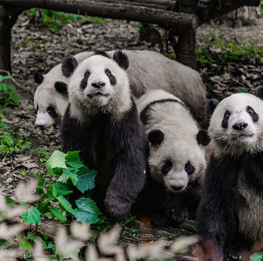 The Giant Panda Breeding Research Base is located on the mountain of Futoushan in the northern suburbs of Chengdu. It has been created and imitated the pandas’ natural habitat in order that they might have the best possible environment for rearing and breeding. The Research Base shows many practical specimens of the Giant Panda, including fossils, dissected anatomical remains, diet specimens, etc. Additionally there is a Giant Panda Museum together with research laboratories and a training center.