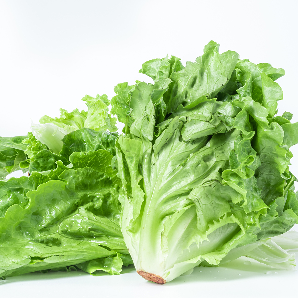 生菜