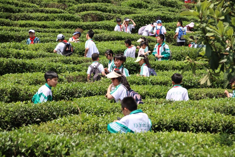 体验制茶文化 发扬茶道精神