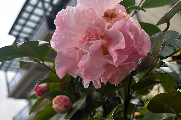 含苞待放的花朵