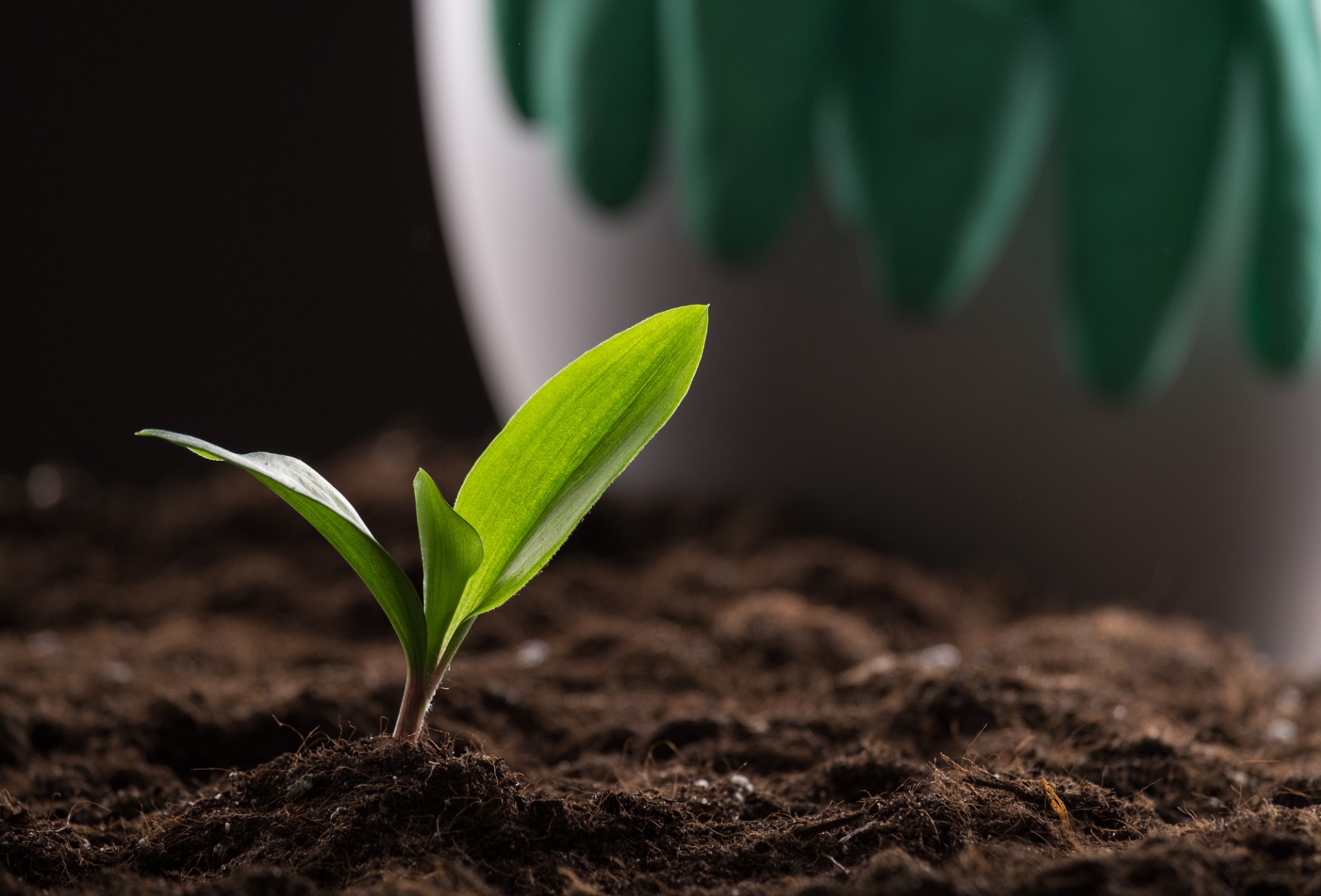 Contamination from fecal fertilizers, polluted irrigation water, or unsanitary processing.
