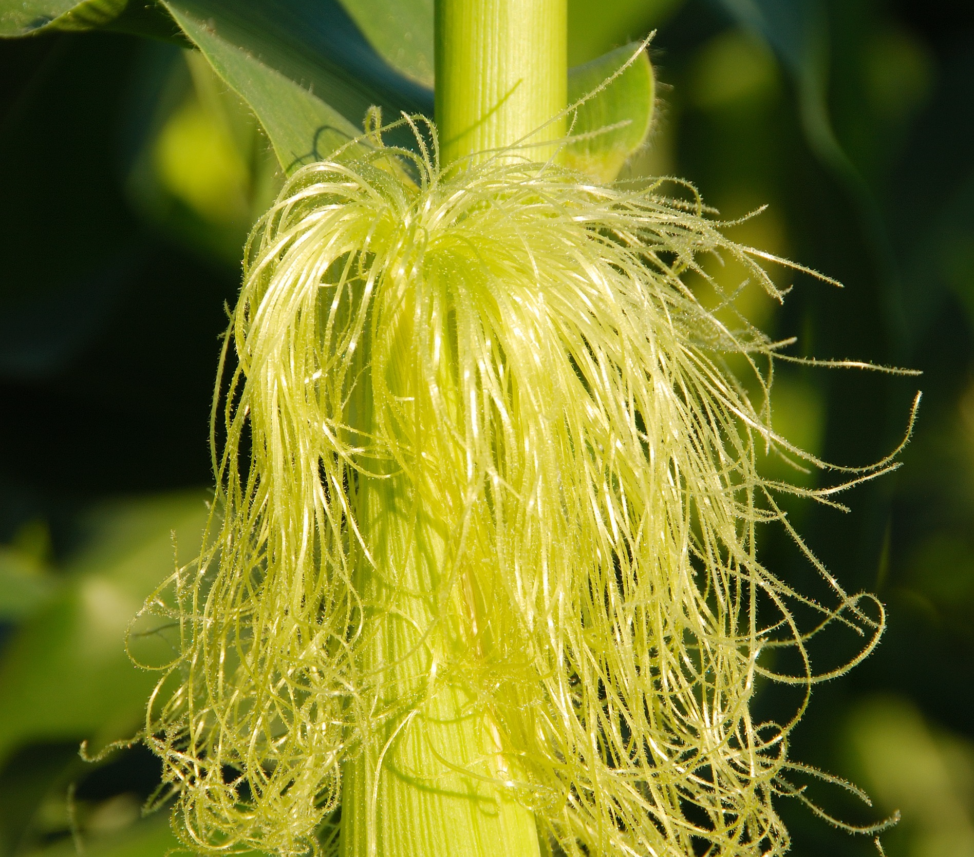 Corn silk is neutral in nature, sweet and bland in taste, and friendly to Kidney, Bladder, Liver, and Gallbladder meridians. Rich in polysaccharides and flavonoids, it has a significant effect on blood sugar regulation. Its primary active component, corn silk polysaccharide, helps lower blood sugar levels by modulating insulin signaling pathways while also protecting kidney function.  