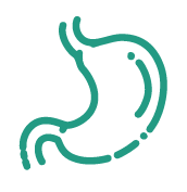 • Gastrointestinal Protection: Heals gastric ulcers and improves gut microbiota balance.
• Liver Protection: Reduces liver damage by neutralizing toxins.
